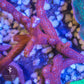 Bubblegum Digiata Montipora - Royal Reef