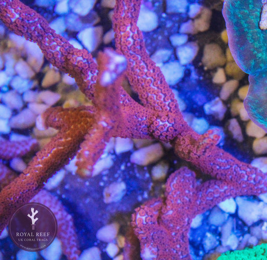 Bubblegum Digiata Montipora - Royal Reef