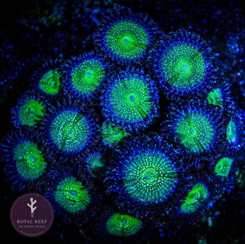 Candy Apple Zoa 3+ Heads Royal Reef