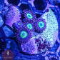 CB Omega Zoa 3+ Heads - Royal Reef