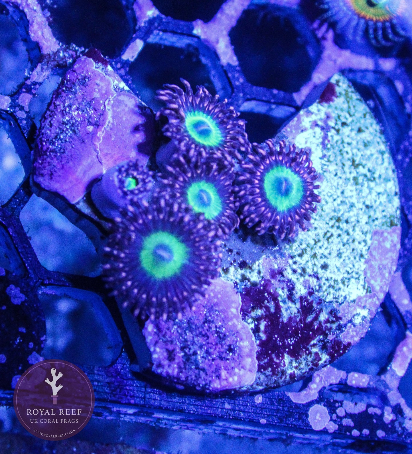 CB Omega Zoa 3+ Heads - Royal Reef