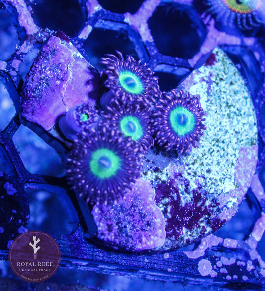 CB Omega Zoa 3+ Heads - Royal Reef