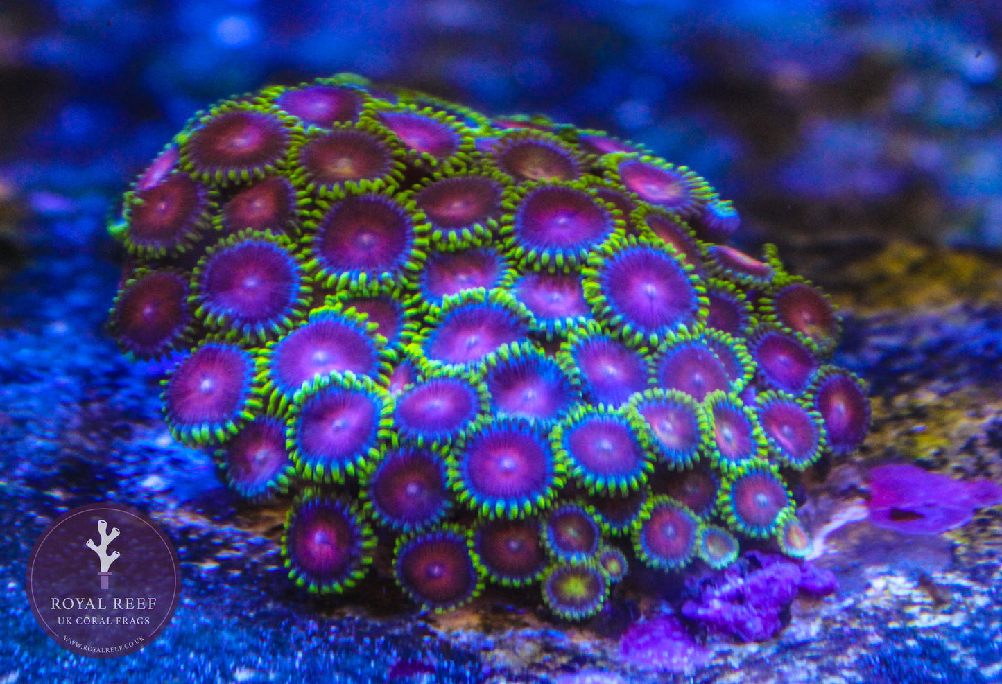 CC Spitfire Zoa 3+ Heads - Royal Reef