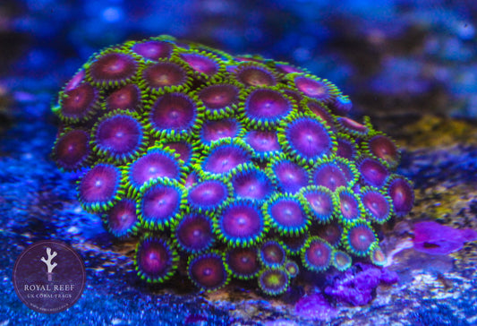 CC Spitfire Zoa 3+ Heads - Royal Reef