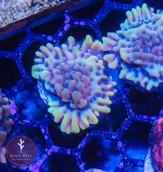 Crazy T Palawensis Montipora - Royal Reef
