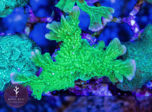 Elc Green Branching Montipora Coral - Royal Reef