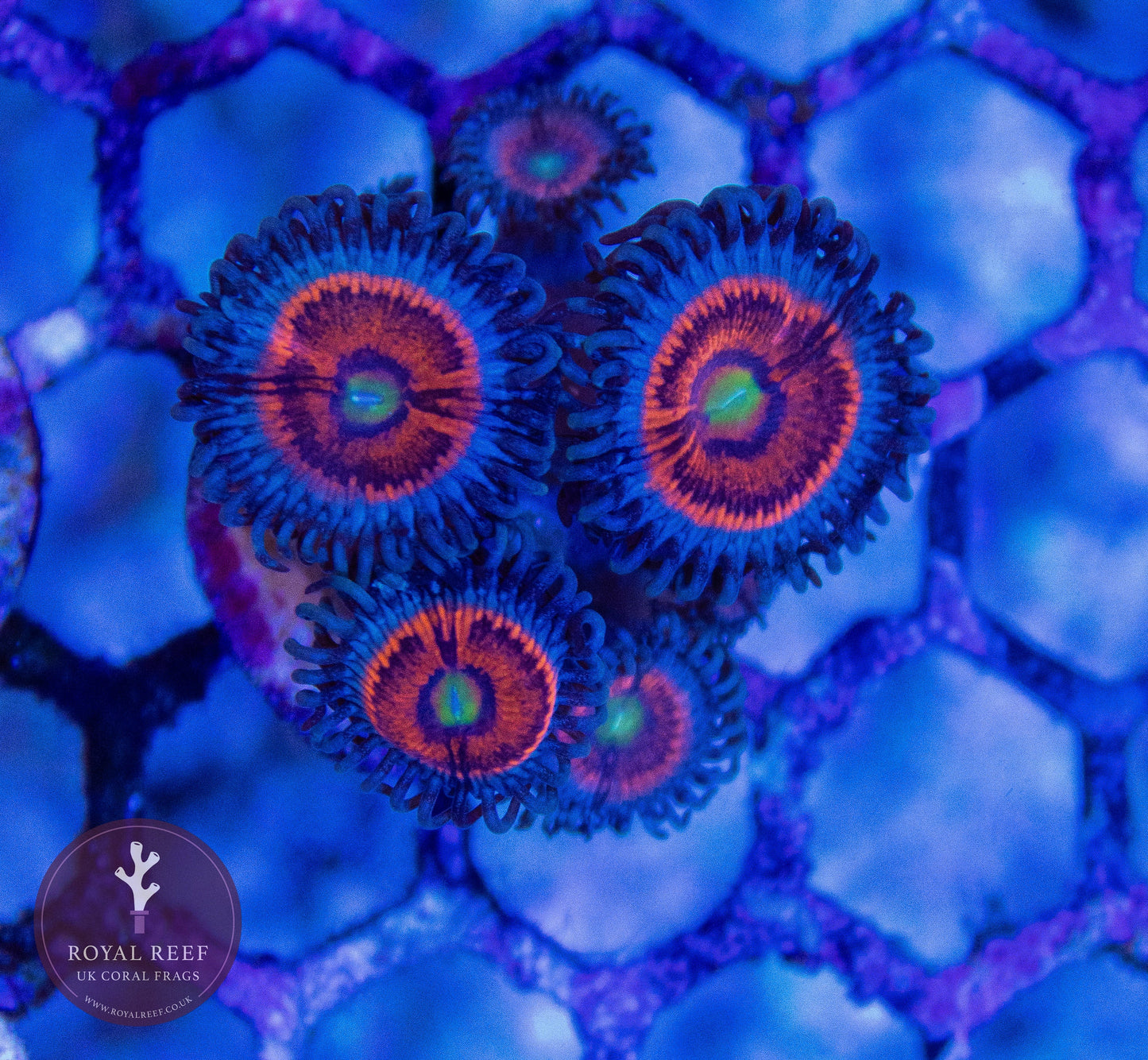 Everlasting Gobstopper Zoa 3+ Heads - Royal Reef