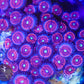 Everlasting Gobstopper Zoa 3+ Heads - Royal Reef