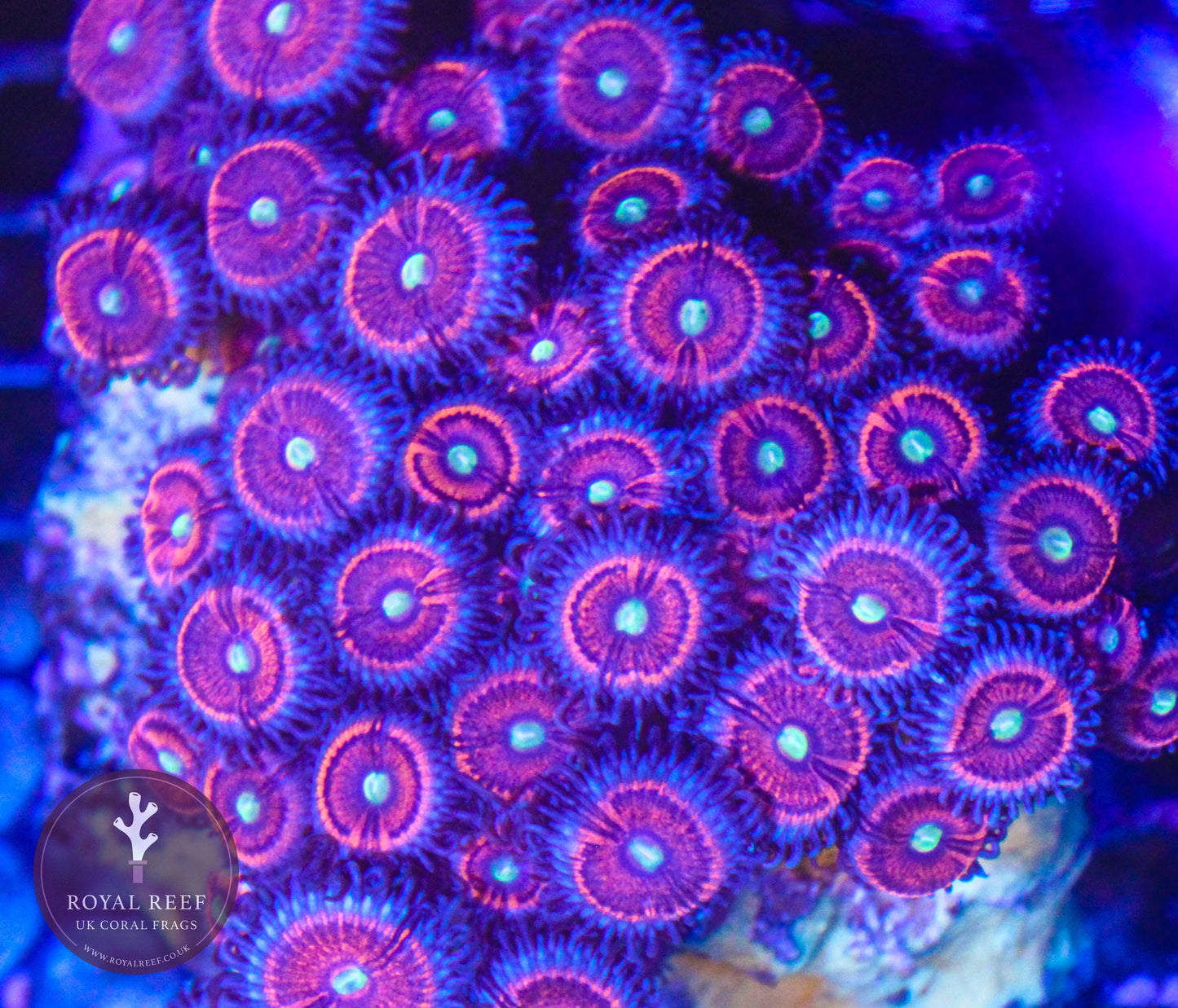 Everlasting Gobstopper Zoa 3+ Heads - Royal Reef