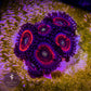 Everlasting Gobstopper Zoa - Royal Reef