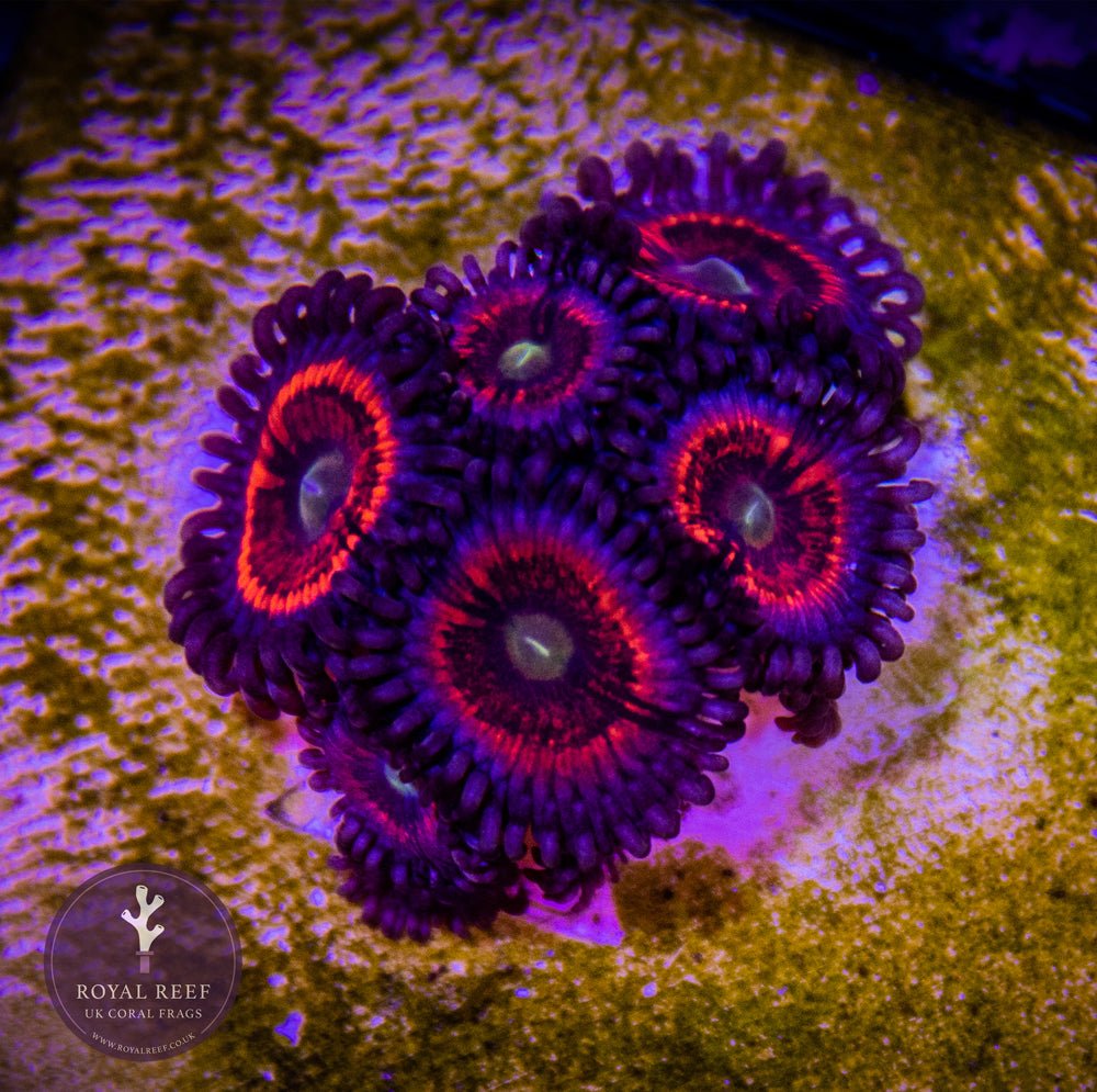 Everlasting Gobstopper Zoa - Royal Reef