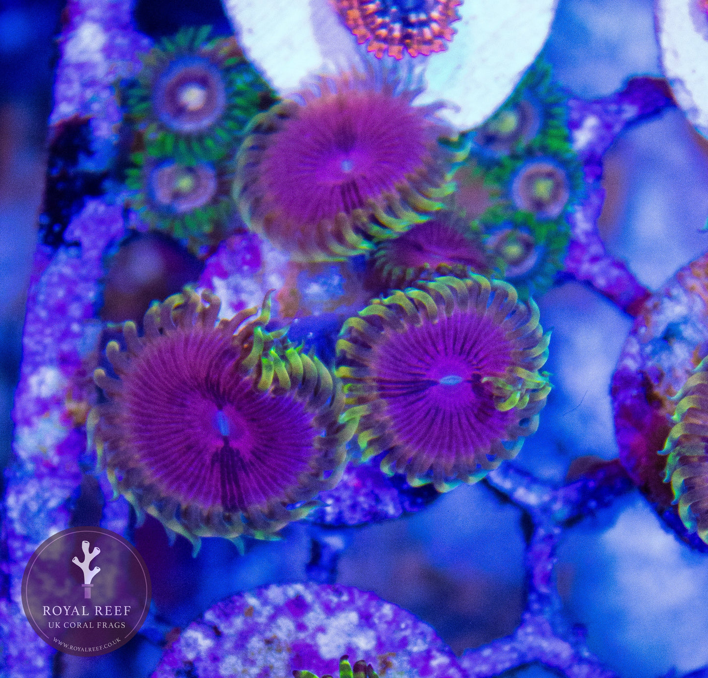 Fake Lime Chilli Zoa 3+ Heads - Royal Reef