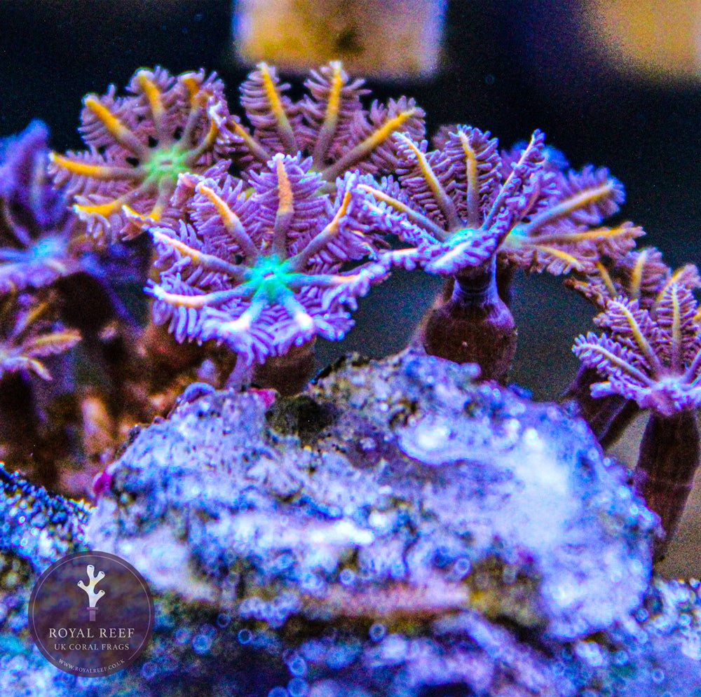 Fire Cracker Clove Polyp - Royal Reef