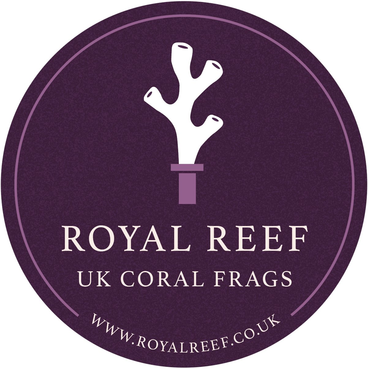 Forest Fire Digiata Montipora - Royal Reef