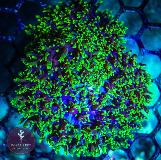 Fuzzy Green Rhodactis - Royal Reef