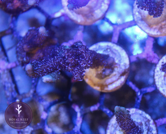 German Blue Digiata Montipora - Royal Reef