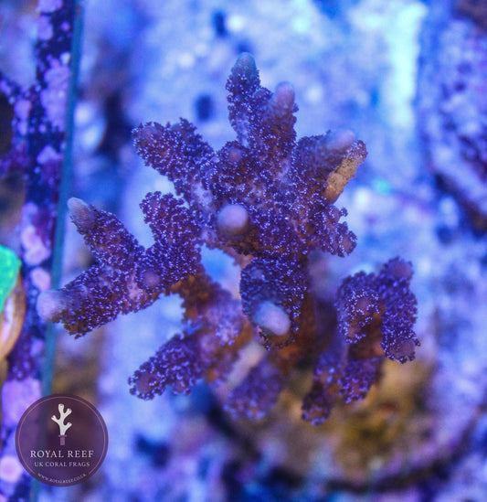German Blue Digiata Montipora - Royal Reef