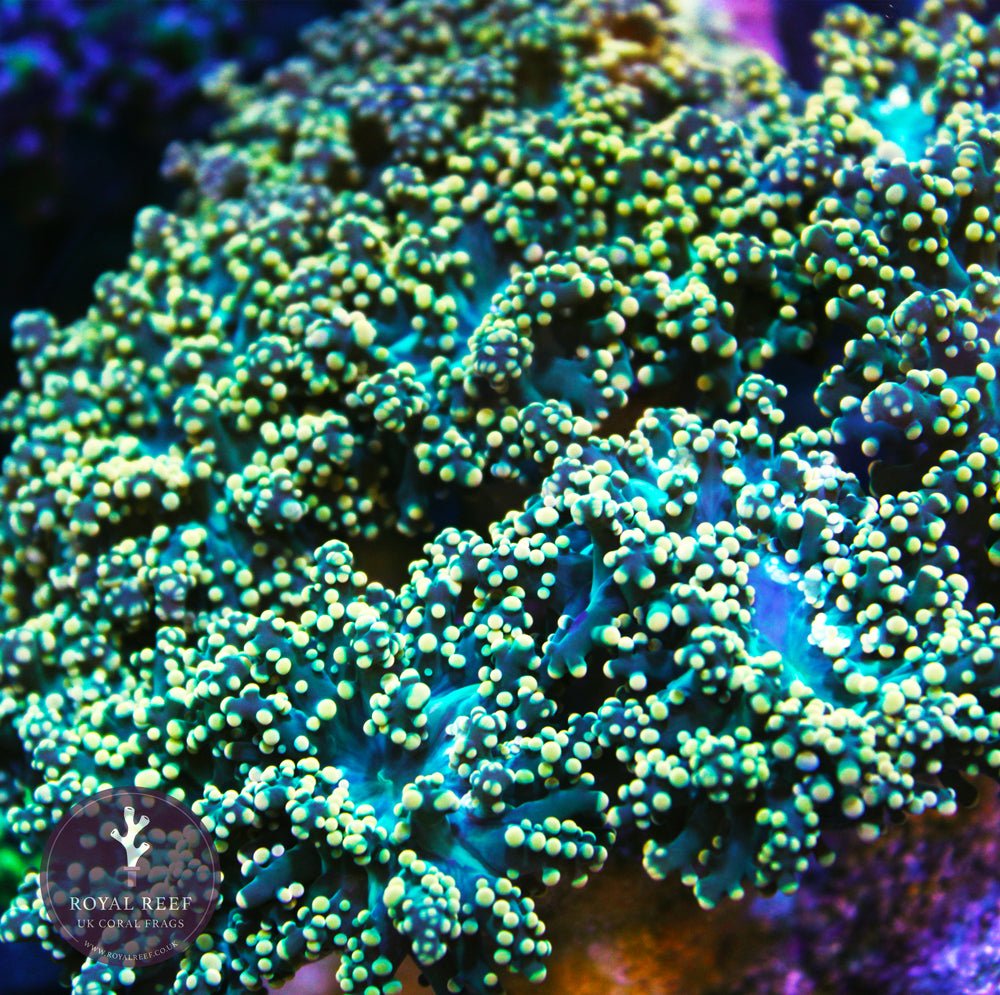 Gold Indo Octo Frogspawn – Royal Reef