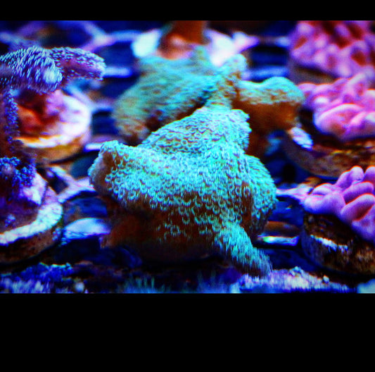 Green Digiata Montipora - Royal Reef