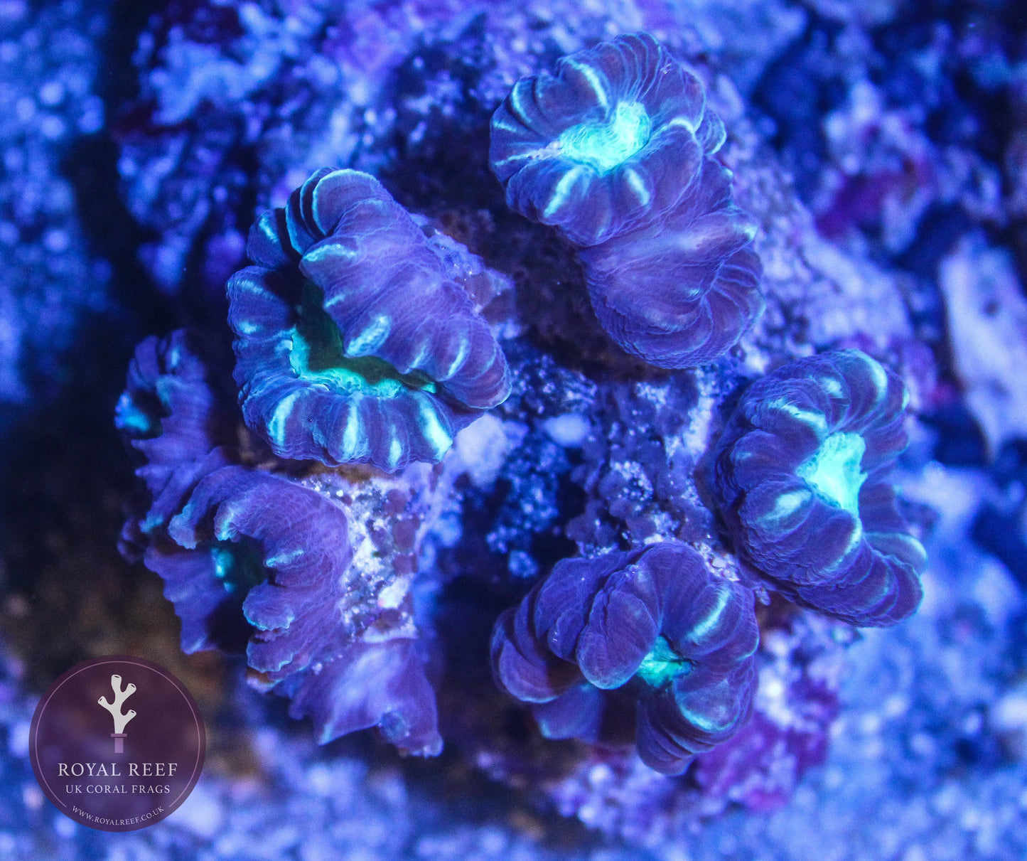 Green Eye Striped Candy Cane - Royal Reef