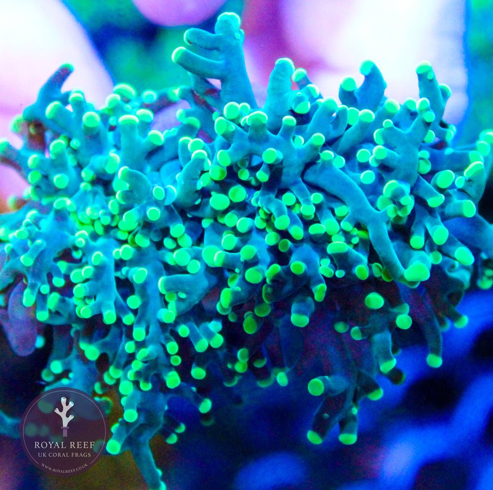 Green Frogspawn – Royal Reef