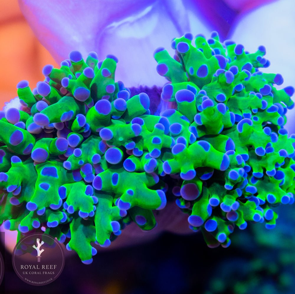 Green Frogspawn Purple Tip – Royal Reef