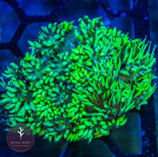 Green Gonipora - Royal Reef