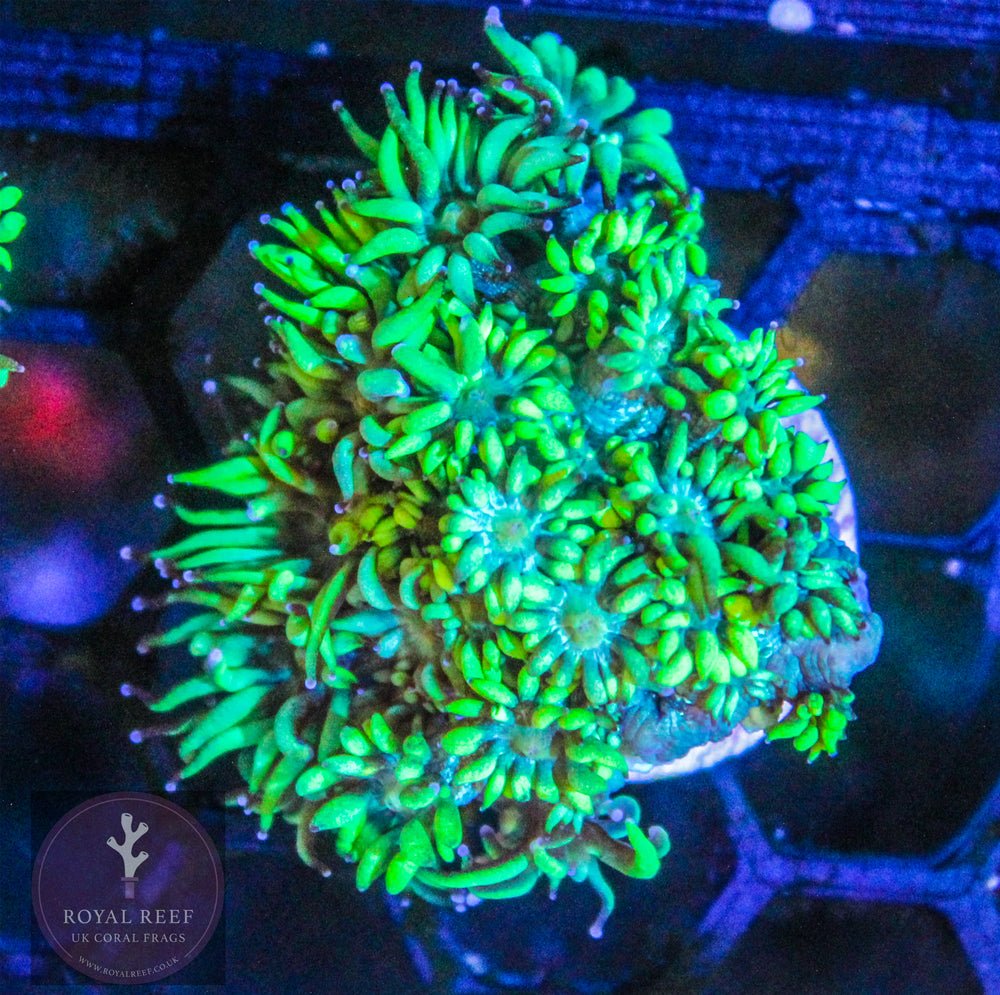 Green Gonipora - Royal Reef