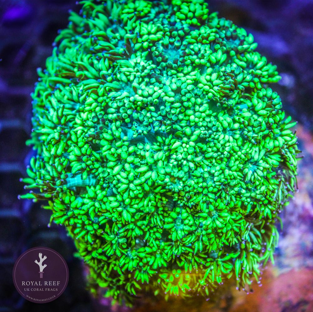 Green Gonipora - Royal Reef