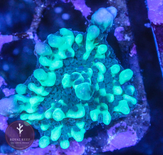 Green Palawensis Montipora - Royal Reef
