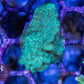 Green Pavona Coral - Royal Reef