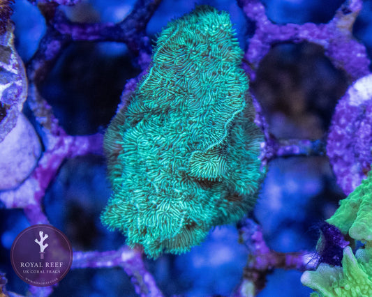 Green Pavona Coral - Royal Reef