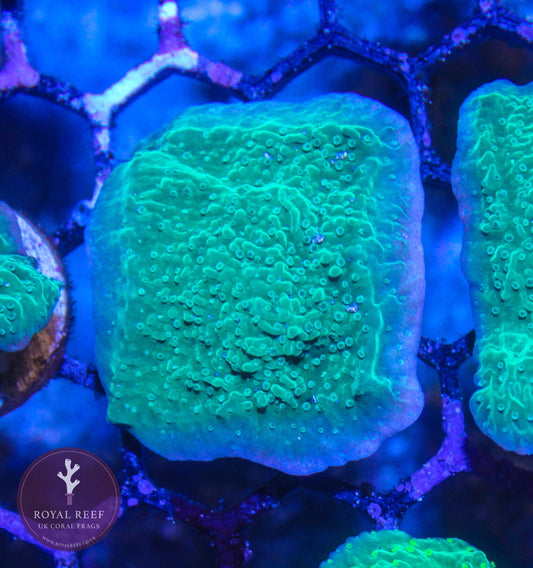 Green Plating Montipora - Royal Reef