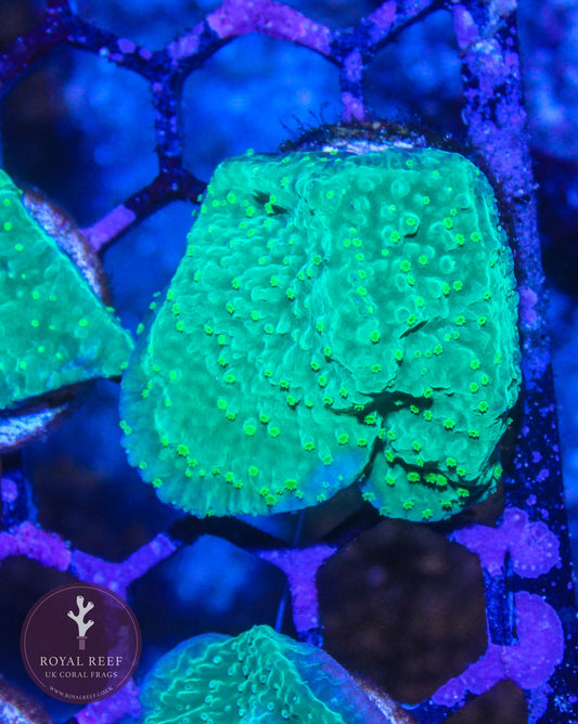 Green Plating Montipora with Toxic Polyps - Royal Reef