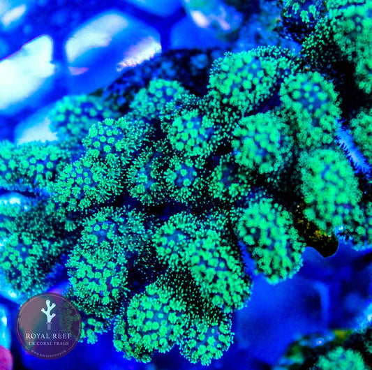 Green Pocillopora - Royal Reef