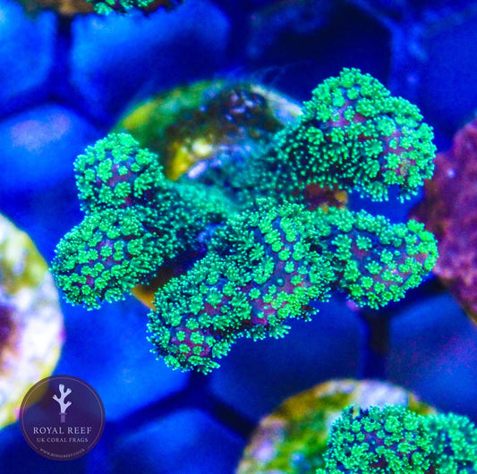 Green Pocillopora - Royal Reef