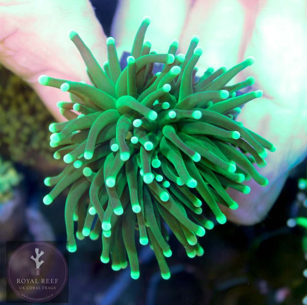 Green Torch - Royal Reef