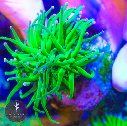 Green Torch Purple Tip - Royal Reef