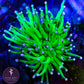 Green Torch Purple Tip - Royal Reef