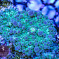 Green w/Blue Ricordea (Single Leaf) - Royal Reef