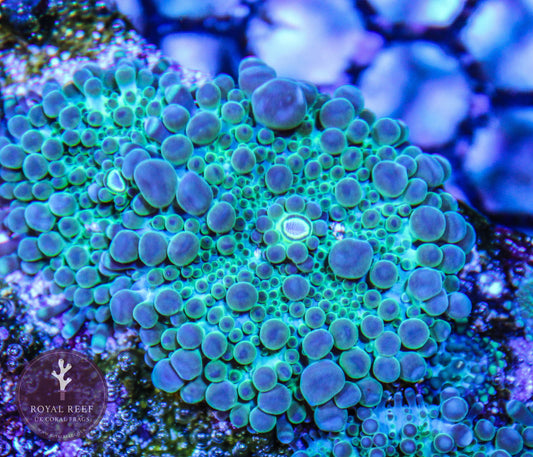 Green w/Blue Ricordea (Single Leaf) - Royal Reef