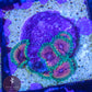 Hallucinations Zoa SINGLE Head - Royal Reef