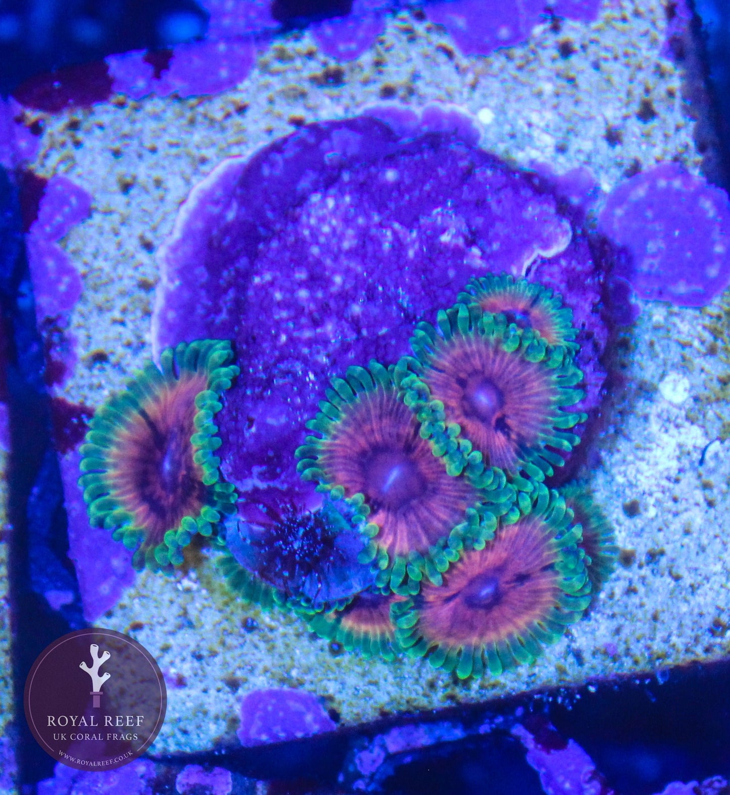 Hallucinations Zoa SINGLE Head - Royal Reef