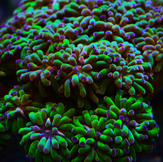 Hammer Green Purple - Royal Reef