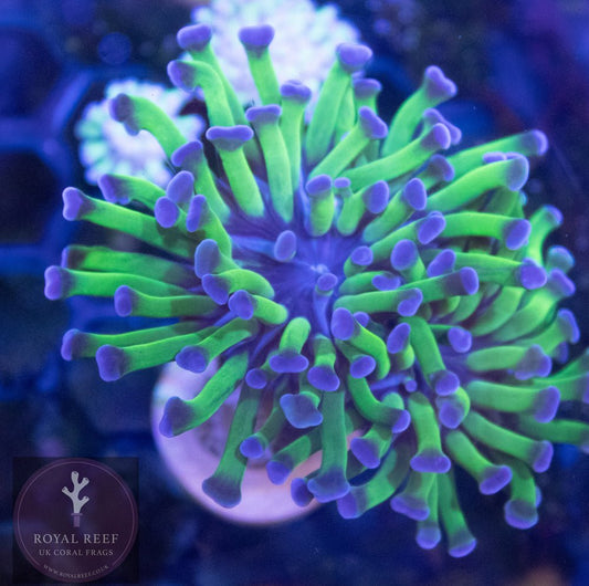 Hammer Green Purple - Royal Reef