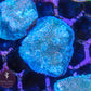 Hollywood Stunner Chalice - Royal Reef