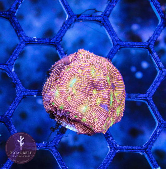 Jacko Lanterns Leptoseris - Royal Reef