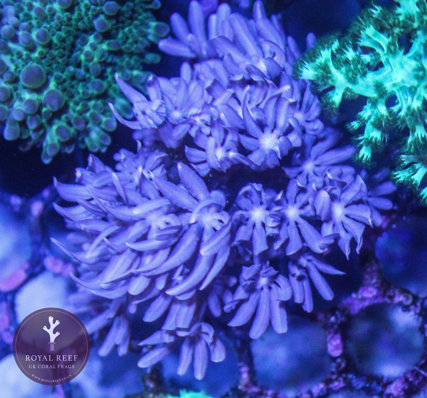 Jasmine Clove Polyp - Royal Reef