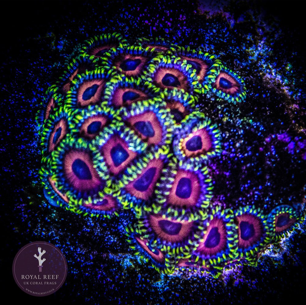Jedi Mind Tricks Zoa 3+ Heads Royal Reef