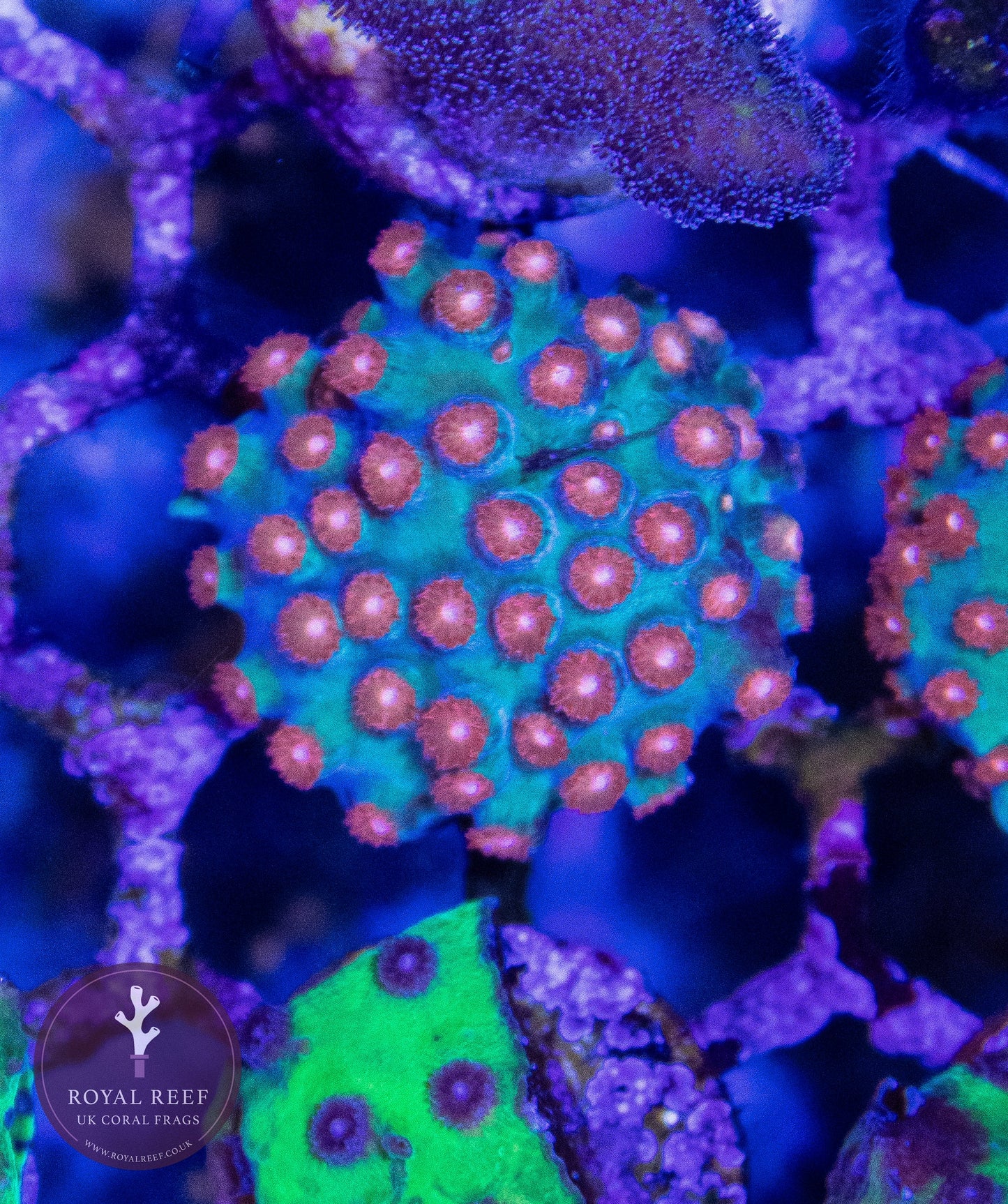 Jingle Bells Cyphastrea - Royal Reef